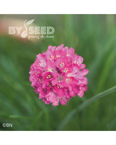 Armeria maritima Morning Star Deep Rose (Gazon d'Espagne)