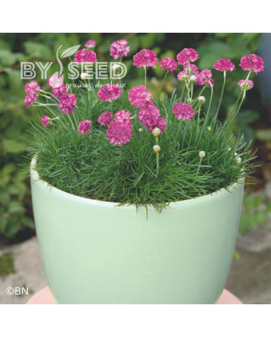 Armeria maritima Morning Star Deep Rose (Gazon d'Espagne)