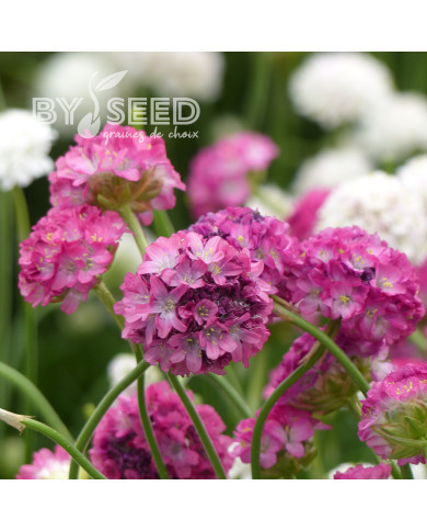 Armeria maritima Morning Star Deep Rose (Gazon d'Espagne)