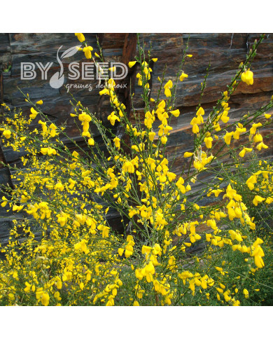 Genêt à balais (Cytisus scoparius)