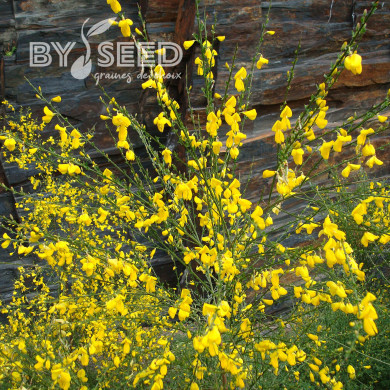 Genêt à balais (Cytisus scoparius)