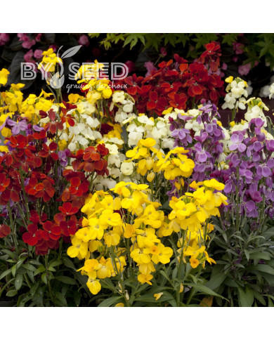 Giroflée ravenelle Sugar Rush F1 Mix