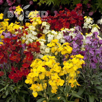 Giroflée ravenelle Sugar Rush F1 Mix