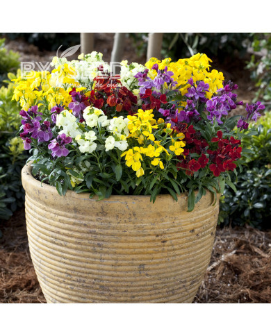 Giroflée ravenelle Sugar Rush F1 Mix