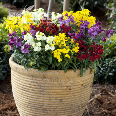 Giroflée ravenelle Sugar Rush F1 Mix