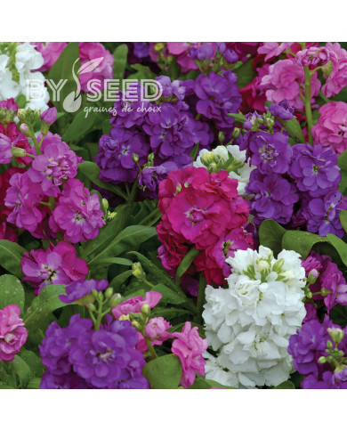 Giroflée quarantaine Hot Cakes Mix