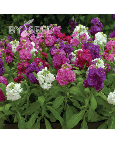 Giroflée quarantaine Hot Cakes Mix