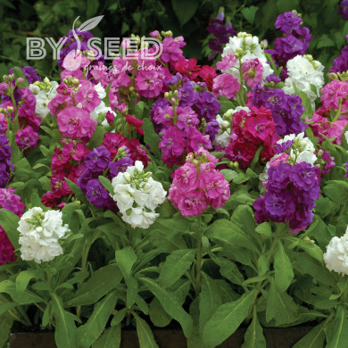 Giroflée quarantaine Hot Cakes Mix