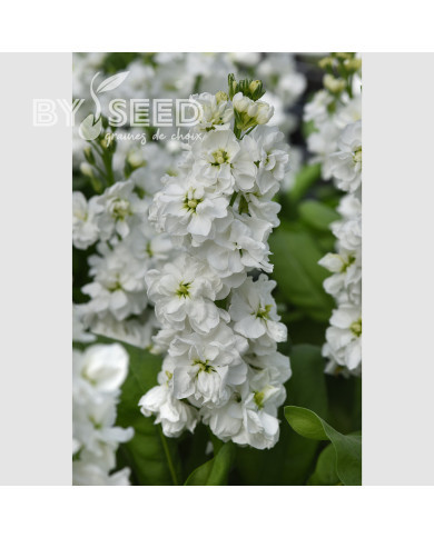 Giroflée quarantaine Katz Hi-double White