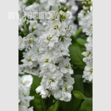 Giroflée quarantaine Katz Hi-double White