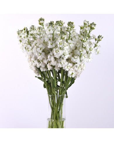 Giroflée quarantaine Katz Hi-double White