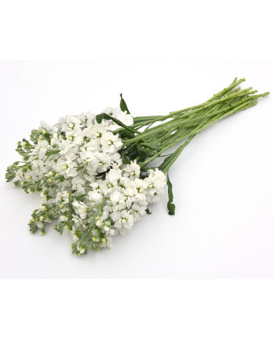 Giroflée quarantaine Katz Hi-double White