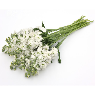 Giroflée quarantaine Katz Hi-double White