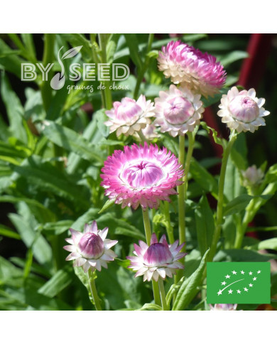 Immortelle à bractées Silver Pink BIO