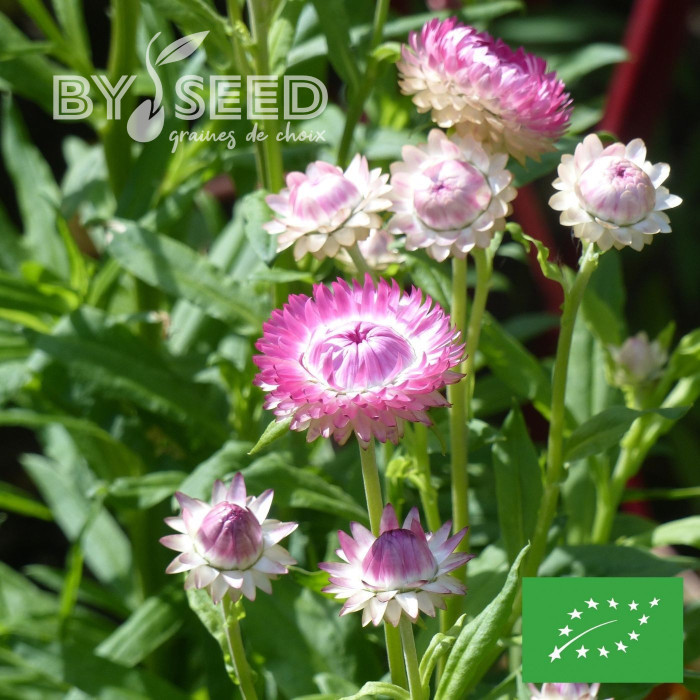 Immortelle à bractées Silver Pink BIO