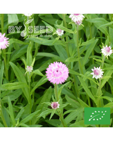 Immortelle à bractées Silver Pink BIO