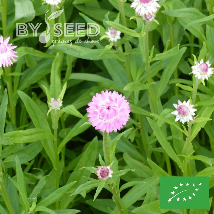 Immortelle à bractées Silver Pink BIO