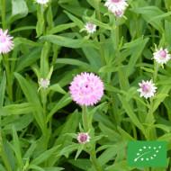 Immortelle à bractées Silver Pink BIO