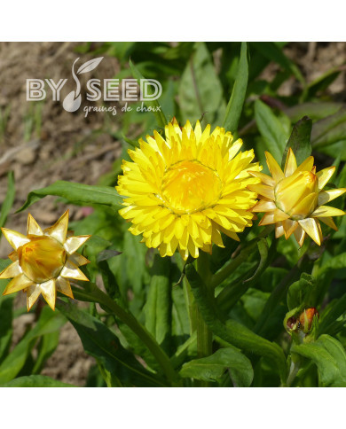 Immortelle à bractées Lemon Yellow