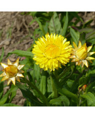 Immortelle à bractées Silver Pink BIO