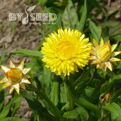 Immortelle à bractées Lemon Yellow