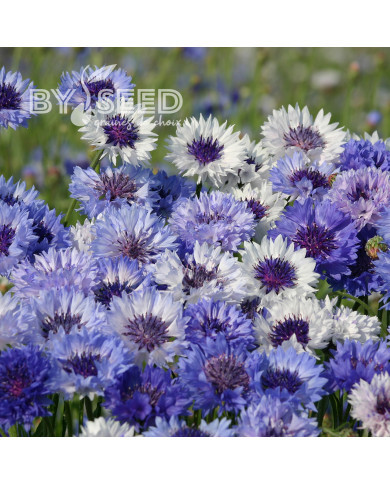 Centaurée barbeau Classic Fantastic