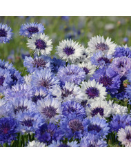 Centaurée barbeau Classic Magic