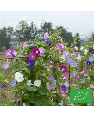 Ipomée grimpante Volubilis Mix BIO