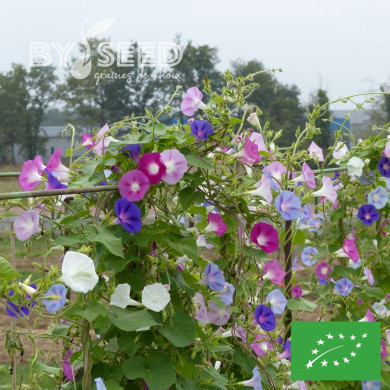 Ipomée grimpante Volubilis Mix BIO