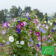 Ipomée grimpante Volubilis Mix BIO