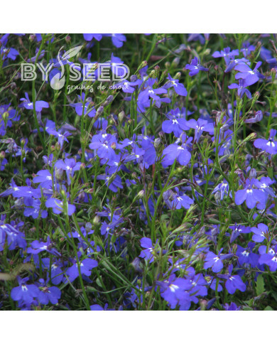 Lobélia retombant Sapphire Cascade