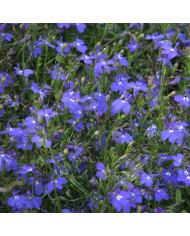 Pois de senteur Spencer Noel Sutton BIO