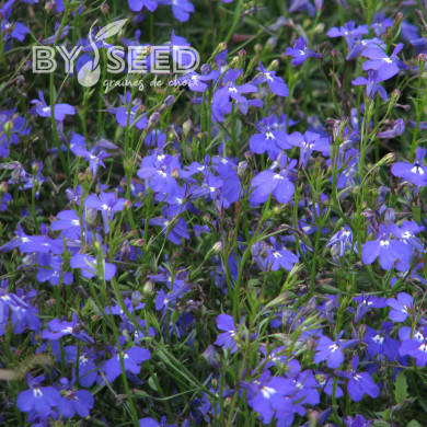 Lobélia retombant Sapphire Cascade