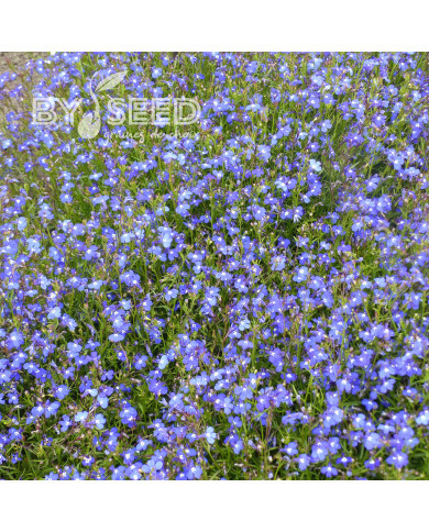 Lobélia retombant Sapphire Cascade