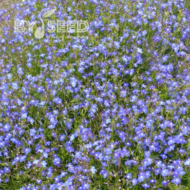Lobélia retombant Sapphire Cascade