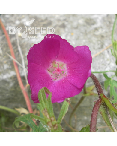 Callirhoe involucrata (Mauve-Pavot)