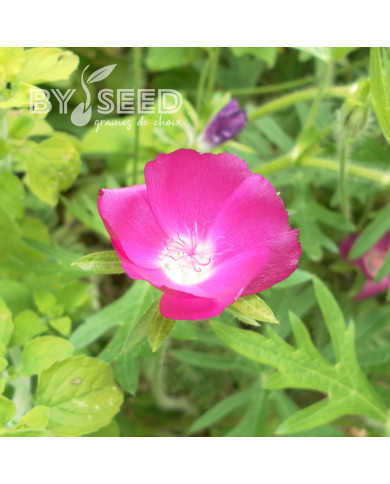 Callirhoe involucrata (Mauve-Pavot)