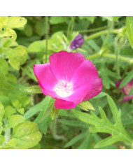 Mélange de fleurs pour Abeilles BIO