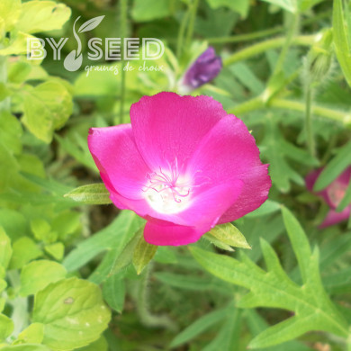 Callirhoe involucrata (Mauve-Pavot)