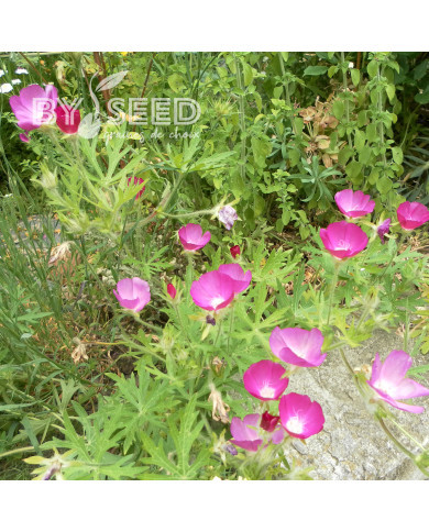 Callirhoe involucrata (Mauve-Pavot)
