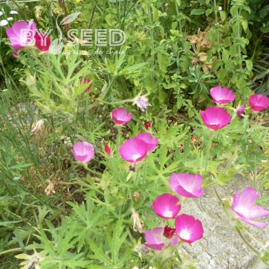 Callirhoe involucrata (Mauve-Pavot)