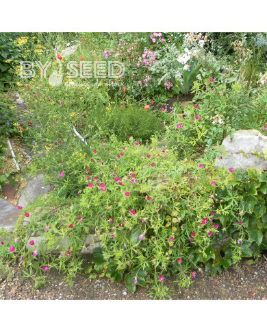 Callirhoe involucrata (Mauve-Pavot)
