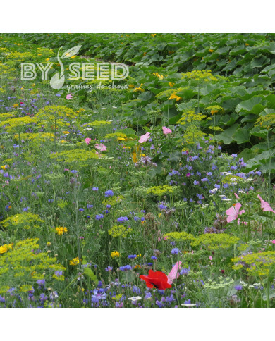 Mélange de fleurs annuelles nectarifères et mellifères Oxipoli®