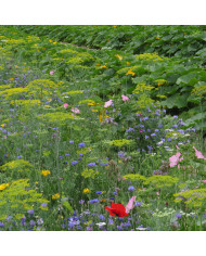 Mélange de fleurs pour Abeilles BIO