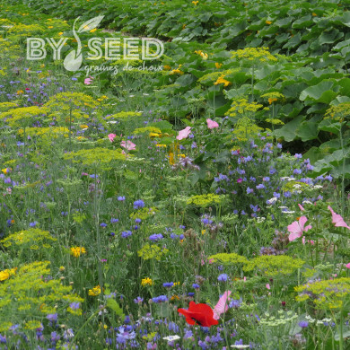 Mélange de fleurs annuelles nectarifères et mellifères Oxipoli®