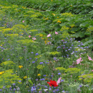 Mélange de fleurs annuelles nectarifères et mellifères Oxipoli®