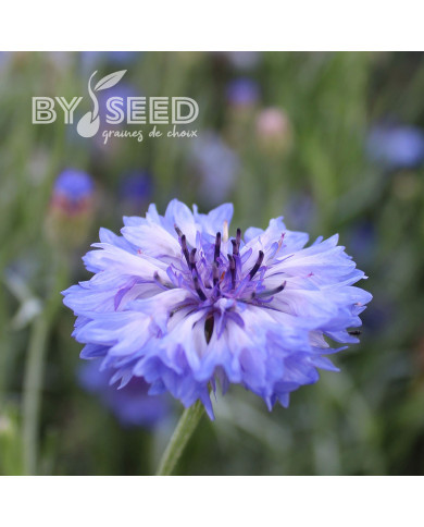 Centaurée barbeau Classic Fantastic