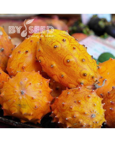 Cucumis metuliferus - Métulon - Kiwano