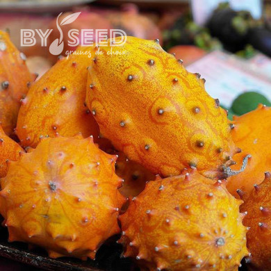 Cucumis metuliferus - Métulon - Kiwano