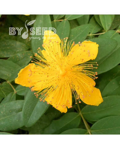 Millepertuis rampant - Hypericum calycinum